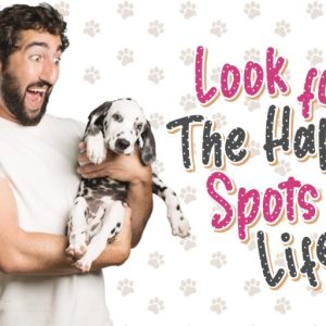 Dalmaspot Dalmatian Spot Typeface